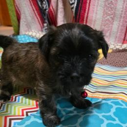 Duke.  (He is Brindle) - Black & tan tri-color male Maltipoo puppy in Arkansas from Harper's Pups