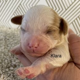 Klara - Blenheim female Cavapoo puppy in Lebanon, Missouri from Cobbs Creek Canines