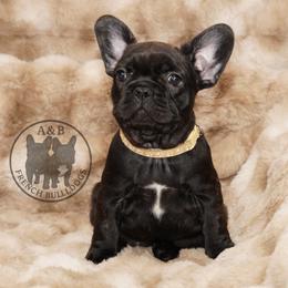 Girl 2 - Brindle female French Bulldog puppy in Schaumburg, Illinois from A & B French Bulldogs
