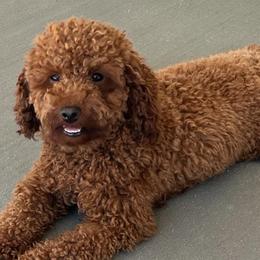 Danilo - Poodle