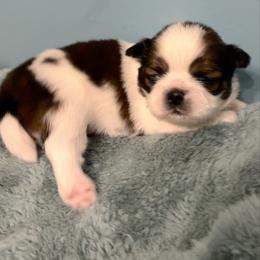 Snickers - Tricolor female Shih Tzu puppy in Hawthorne, Florida from Simply Southern Shihtzus
