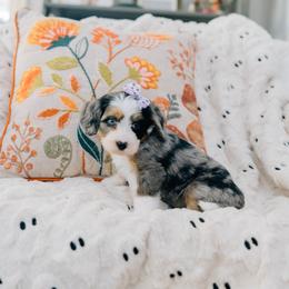 Aspen - Merle female Bernedoodle puppy in Murray, Utah from Sun Valley Doodles