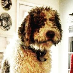 Central Asian Shepherd Dogs and Spanish Water Dogs from Spinaz de Can