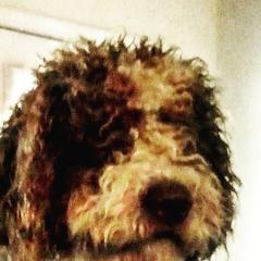 Central Asian Shepherd Dogs and Spanish Water Dogs from Spinaz de Can