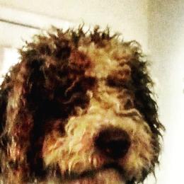 Central Asian Shepherd Dogs and Spanish Water Dogs from Spinaz de Can