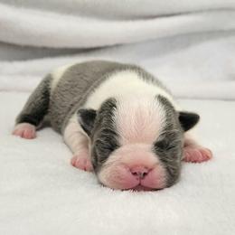 Boston Terrier Puppies from White Valley Boston Terriers