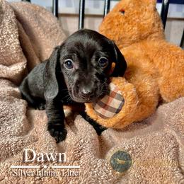 Dawn - Black and tan female Dachshund puppy in Cave Junction, Oregon from Rockindachs