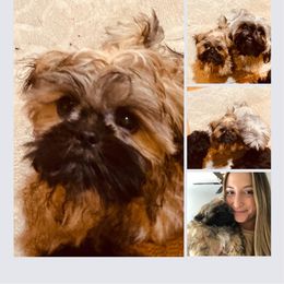 Shih Tzu Puppies from CID Love