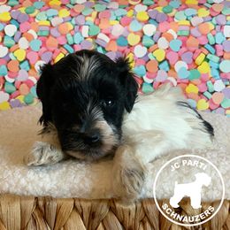 Miniature Schnauzer Puppies from JC Parti Schnauzers