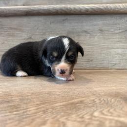 Colby - Black and tan male American Corgi puppy in Pahrump, Nevada from Desert Sunset Corgis