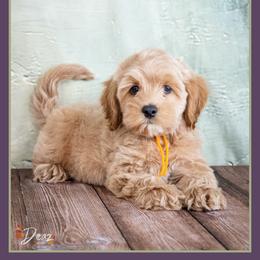 Freddie - Buff male Cockapoo puppy in Connersville, Indiana from Deaz Doodle Ranch