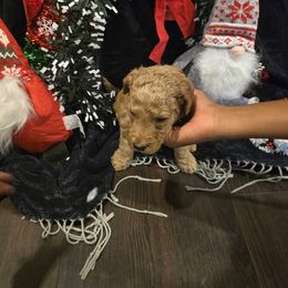 Labradoodle Puppies from PH&K
