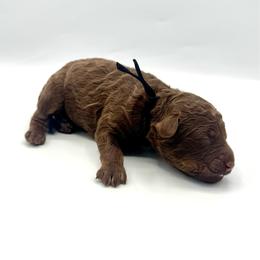 Frosting - Phantom male Bernedoodle puppy in Mount Pleasant, Tennessee from Doodle My Heart