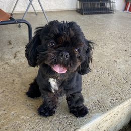 Ace - Shih Tzu
