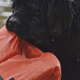 Newfoundlands from Kodiak Acres
