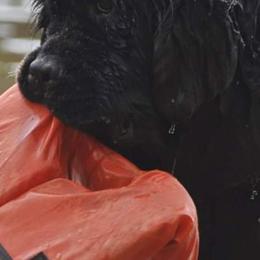 Newfoundlands from Kodiak Acres