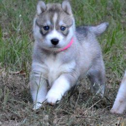 Siberian Husky Puppies from Collusion Siberian’s