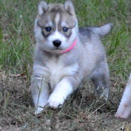 Siberian Husky Puppies from Collusion Siberian’s