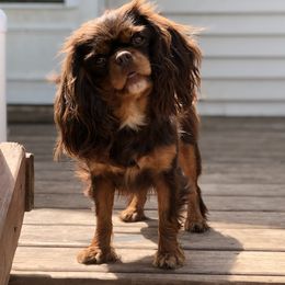 Twix - Cavalier King Charles Spaniel