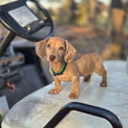 AKC Meet Cider :) - Dapple male Dachshund puppy in Centerville, Iowa from Barnyard Dachshunds, Dals & Doodles