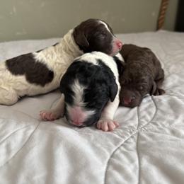 Poodle Puppies from Genesis Kinnibrugh