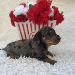 Briar - Dapple male Dachshund puppy in Colbert, Oklahoma from Brooke Crenshaw
