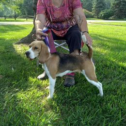 Cassie - Beagle