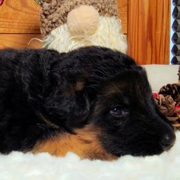 Green Collar - Male - Black and red male German Shepherd puppy in Charlotte, North Carolina from Zuflucht K9s
