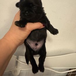 Male 2 - Chocolate and tan male Shih Tzu puppy in Augusta, Maine from Zulas Shih Tzu of Maine