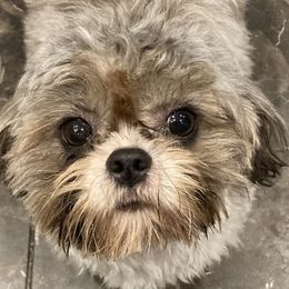 Tessa - Shih Tzu