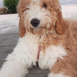 Goldendoodles from Tran Clan Doodles
