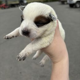 Martini - Red speckled Australian Cattle Dog puppy in Ellensburg, Washington from Boondock Bandits