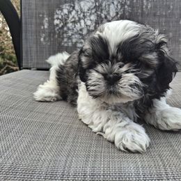 Boy 1 - White male Shih Tzu puppy in Montrose, Colorado from Gnomies Furry Friends