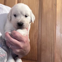 Tank - Light golden male Golden Retriever puppy in Wyoming from Great Basin BMD