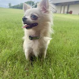 Chihuahua Puppies from Sugar Cookie Chihuahuas