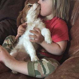 Australian Shepherd and Cavalier King Charles Spaniel Puppies from Spectacular Aussies and Cavaliers