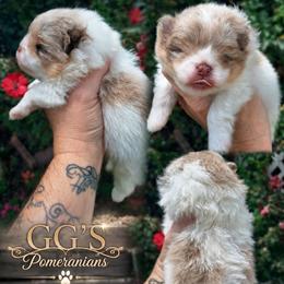 Tracker - Chocolate merle male Pomeranian puppy in Oologah, Oklahoma from GG's Pomeranians