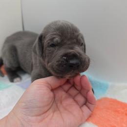 Jasper - Blue male Great Dane puppy in Kannapolis, North Carolina from Carolina Great Danes & Toy Poodles