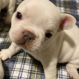 French Bulldogs from Linda's French Bulldogs