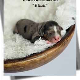 Mr.Black - Tri-color male Bernedoodle puppy in Lowville, New York from DM Hilltop FURfamily