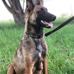 Belgian Malinois from Liberty Malinois