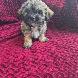 Cloudy - male Companion Cross puppy in Richmond, Texas from Marcia Hamlet
