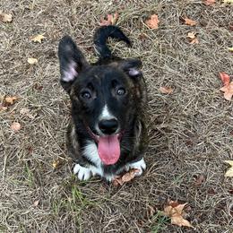 Tahoe - Brindle and white male American Corgi puppy in Hope, Arkansas from Foxy Knoll Farm