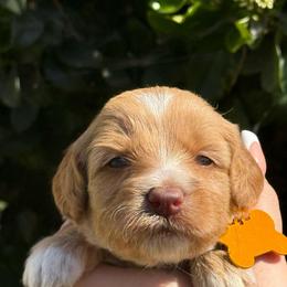 Yellow collar wrigley - Caramel cream female Australian Labradoodle puppy in Fontana, California from Grammy's Puppy Love doodles and poodles