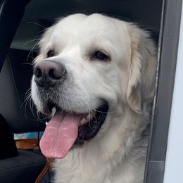 Ryder - Golden Retriever