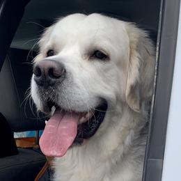 Ryder - Golden Retriever