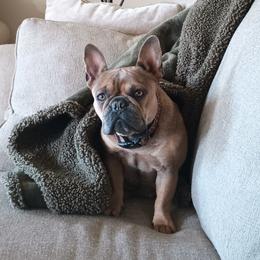 French Bulldog puppies from Heritage Lane French bulldogs