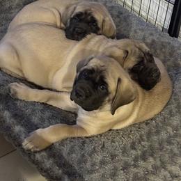 Mastiff Puppies from Green Meadow Mastiffs and Border Collies