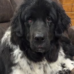 Penny - Newfoundland