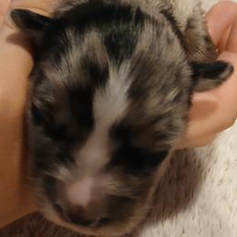 Boy 4 - male Australian Shepherd puppy in Charlotte, North Carolina from Tranquility Trail Aussies